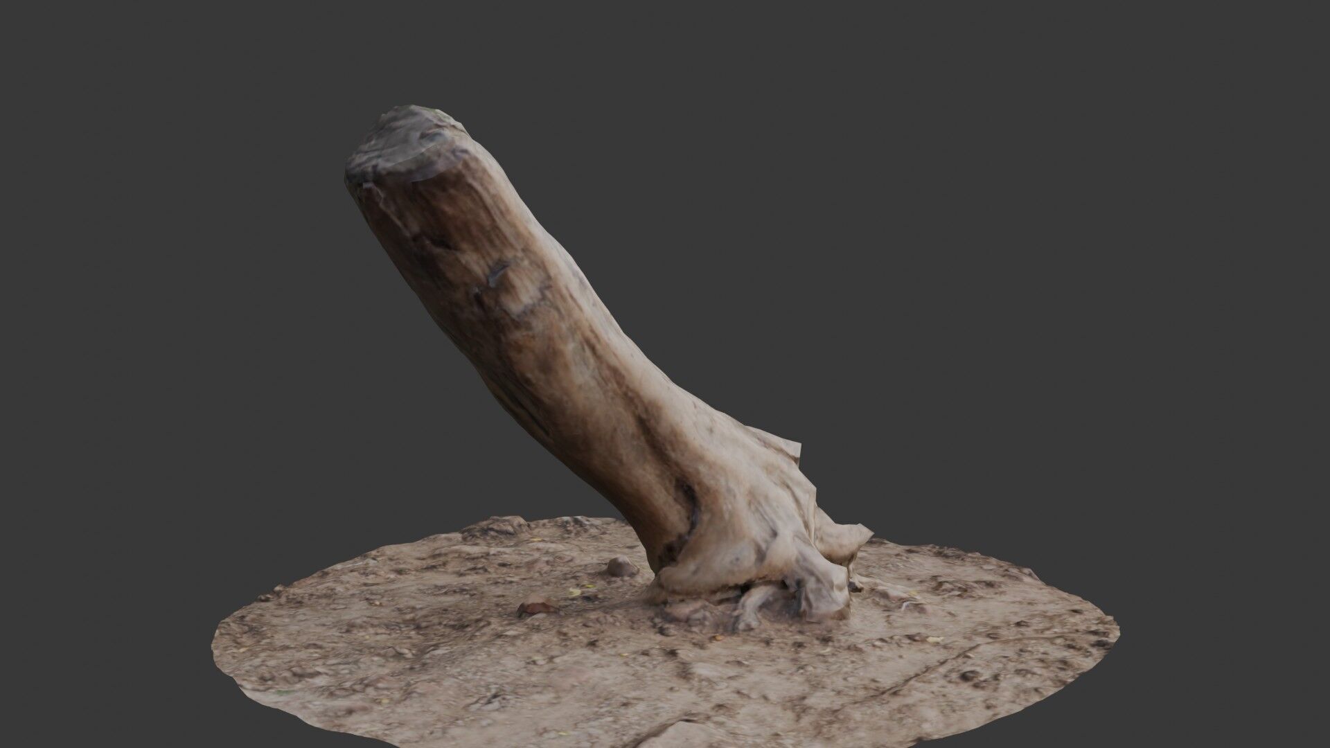 Leaning Tree Trunk Scan Low-poly 3D model_4
