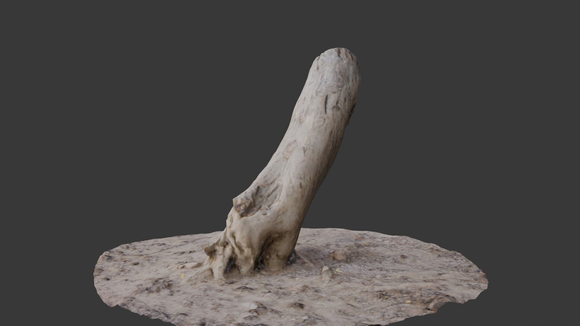 Leaning Tree Trunk Scan Low-poly 3D model_7