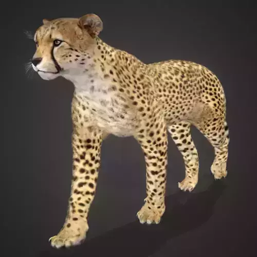 Cheetah Realistic Animated