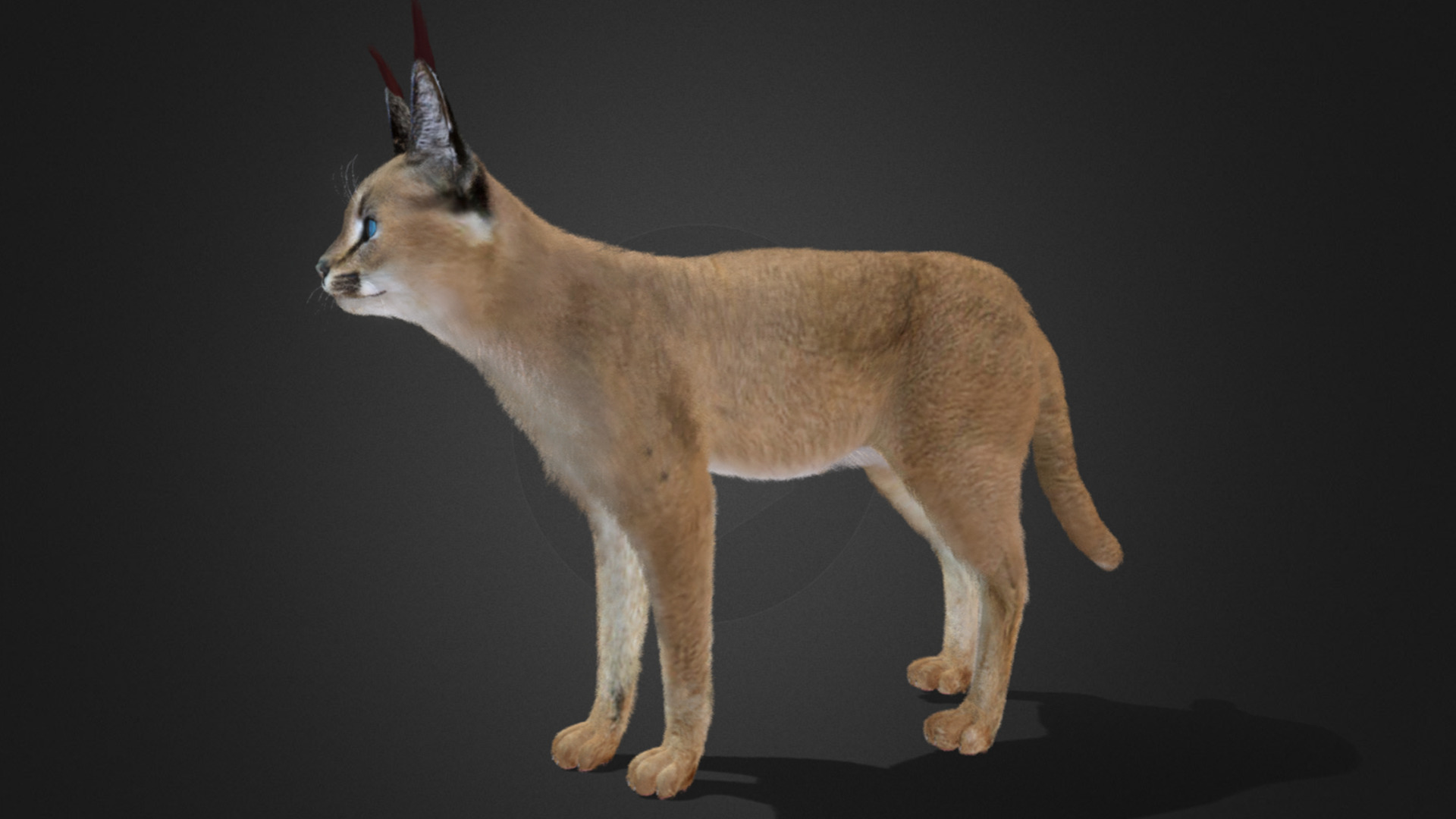 Caracal - Cat Realistic Animated 3D model_17