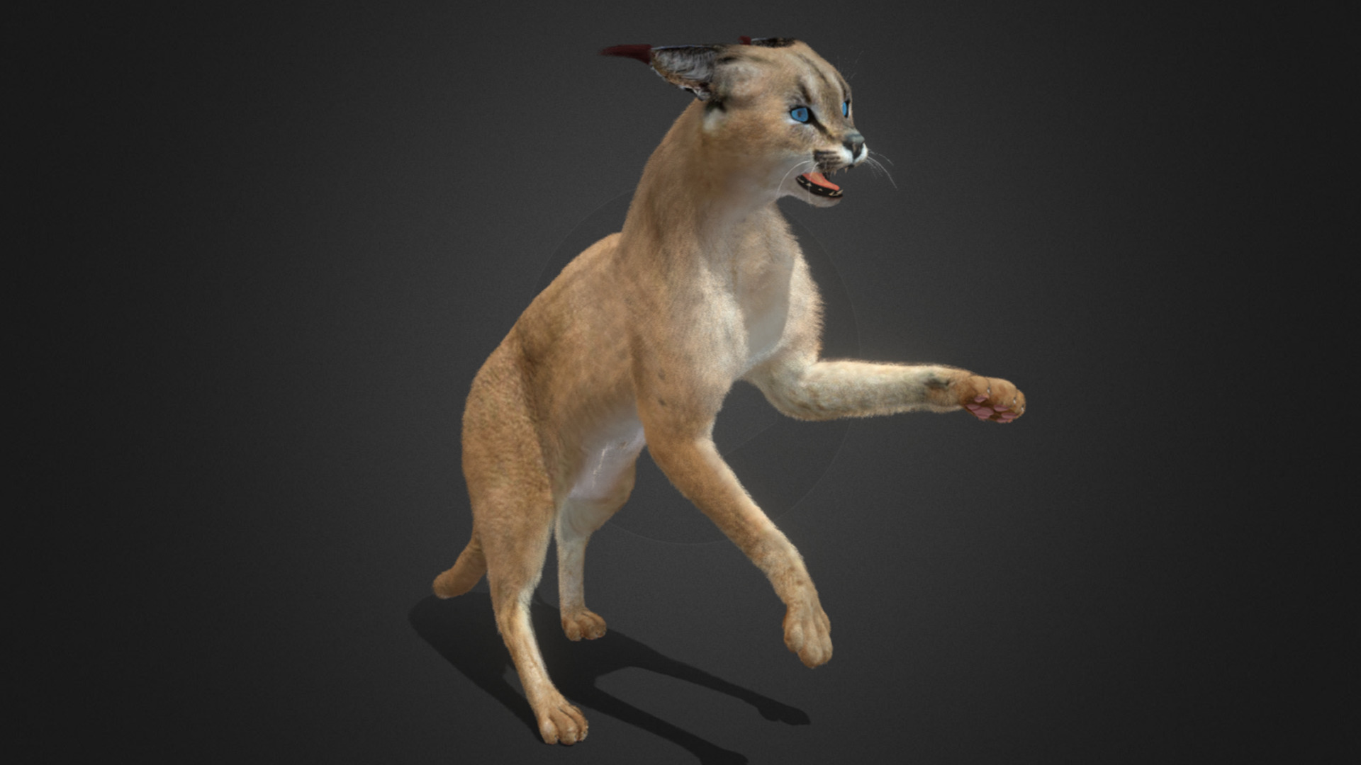 Caracal - Cat Realistic Animated 3D model_18