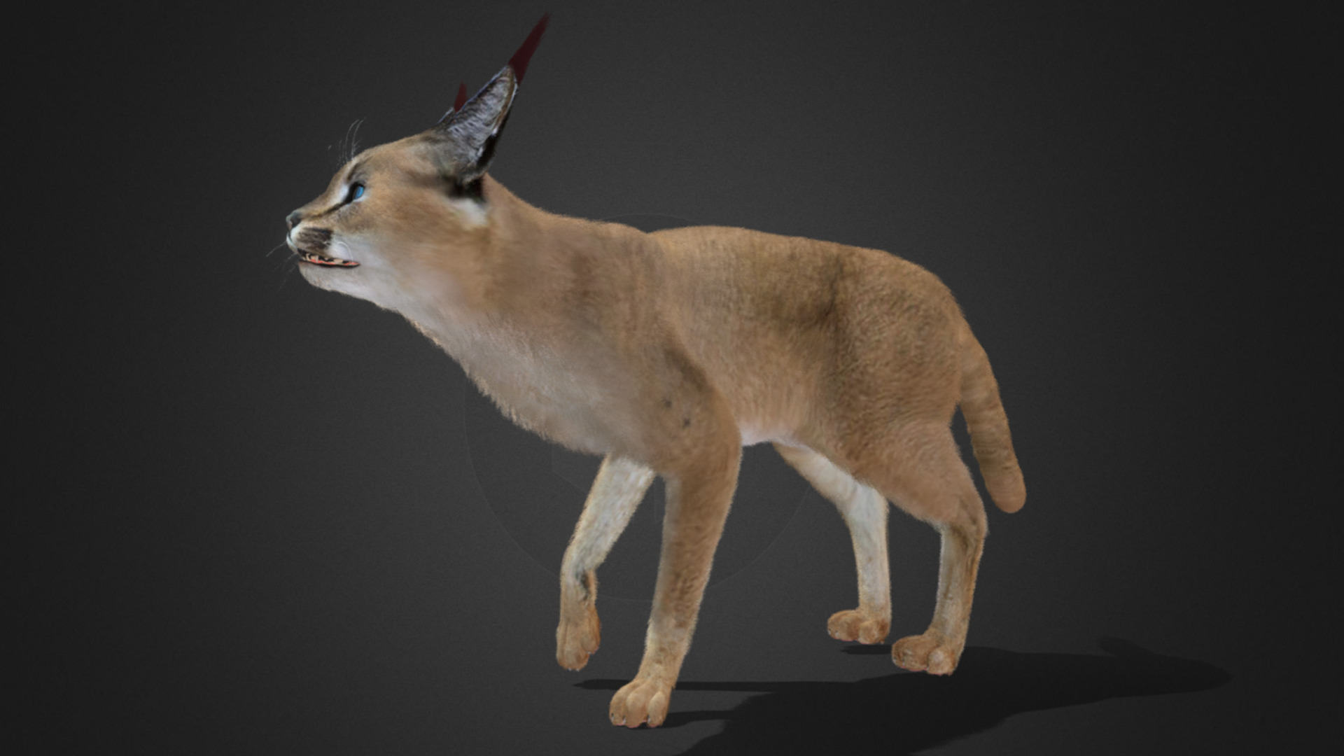 Caracal - Cat Realistic Animated 3D model_19