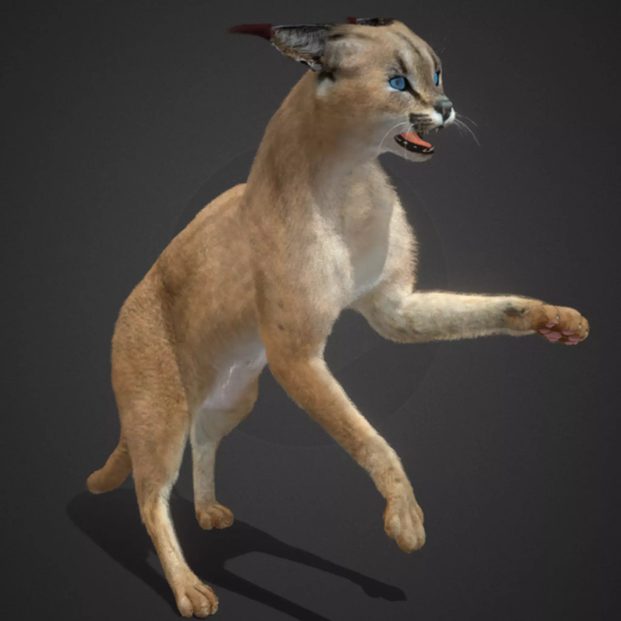 Caracal - Cat Realistic Animated 3D model_0