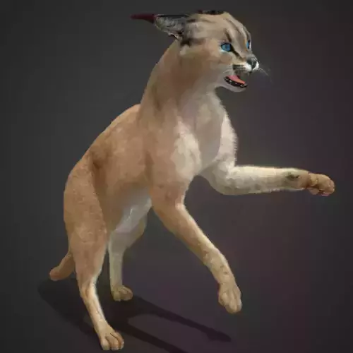 Caracal - Cat Realistic Animated