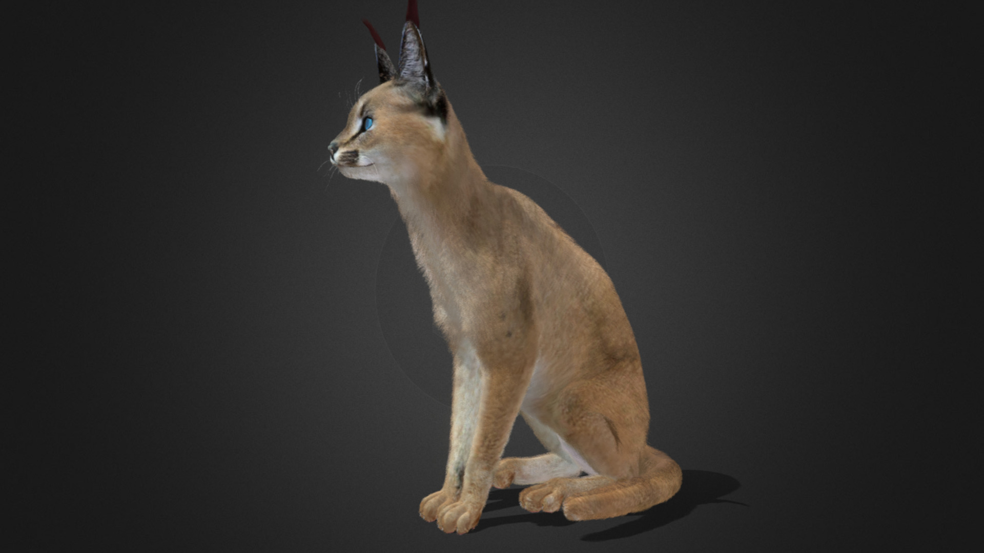 Caracal - Cat Realistic Animated 3D model_4