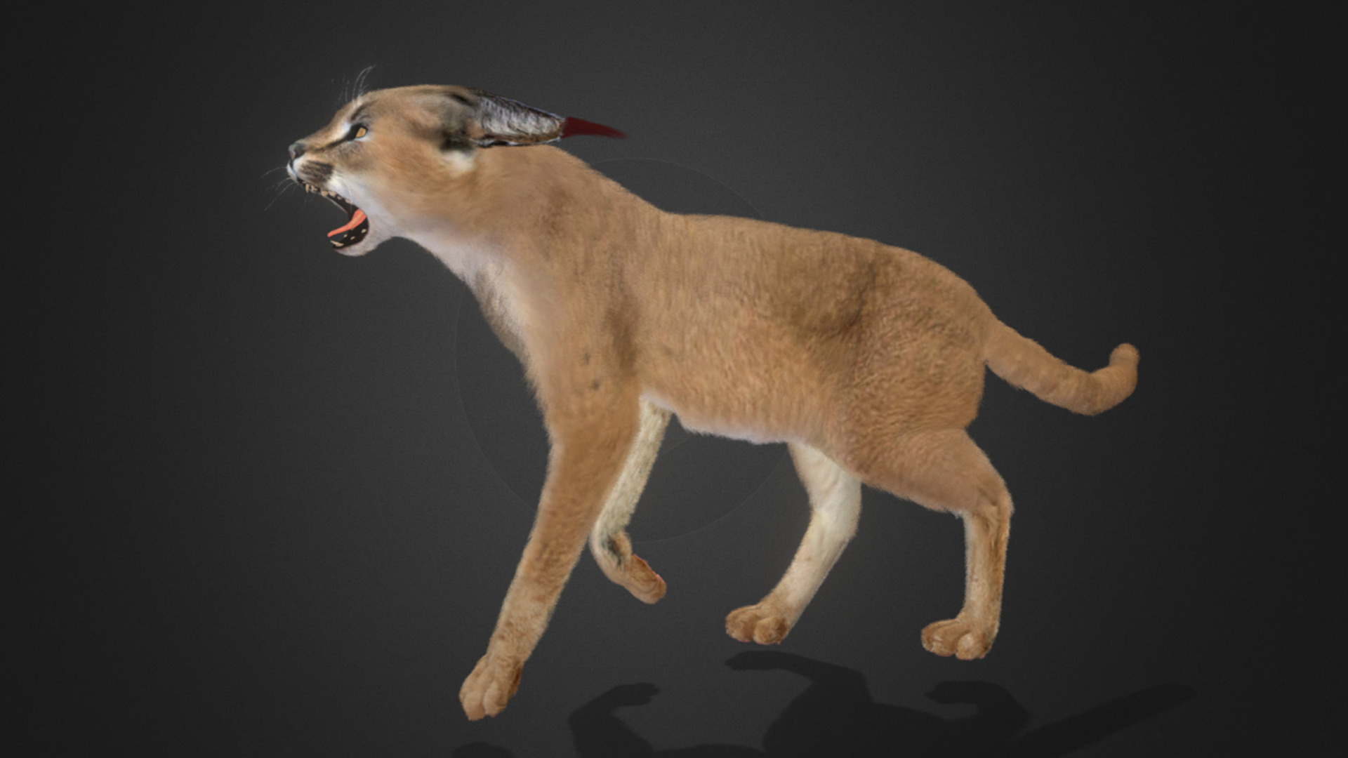 Caracal - Cat Realistic Animated 3D model_9