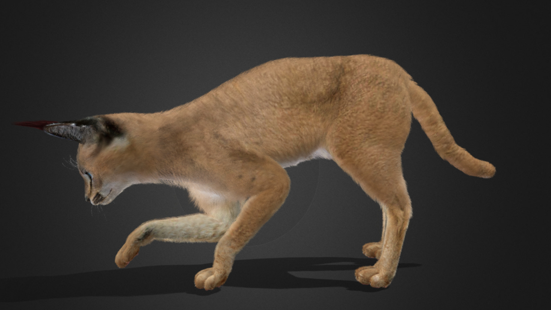 Caracal - Cat Realistic Animated 3D model_21