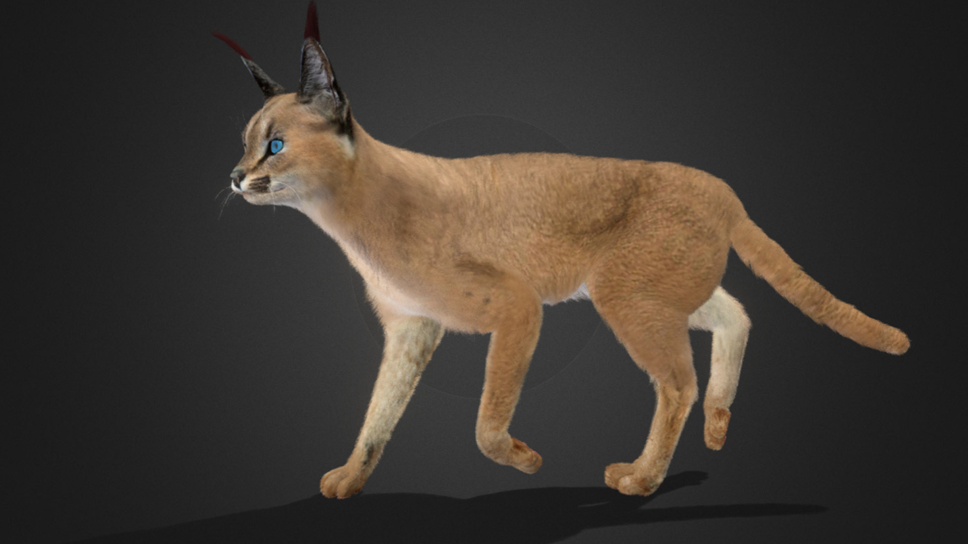 Caracal - Cat Realistic Animated 3D model_12