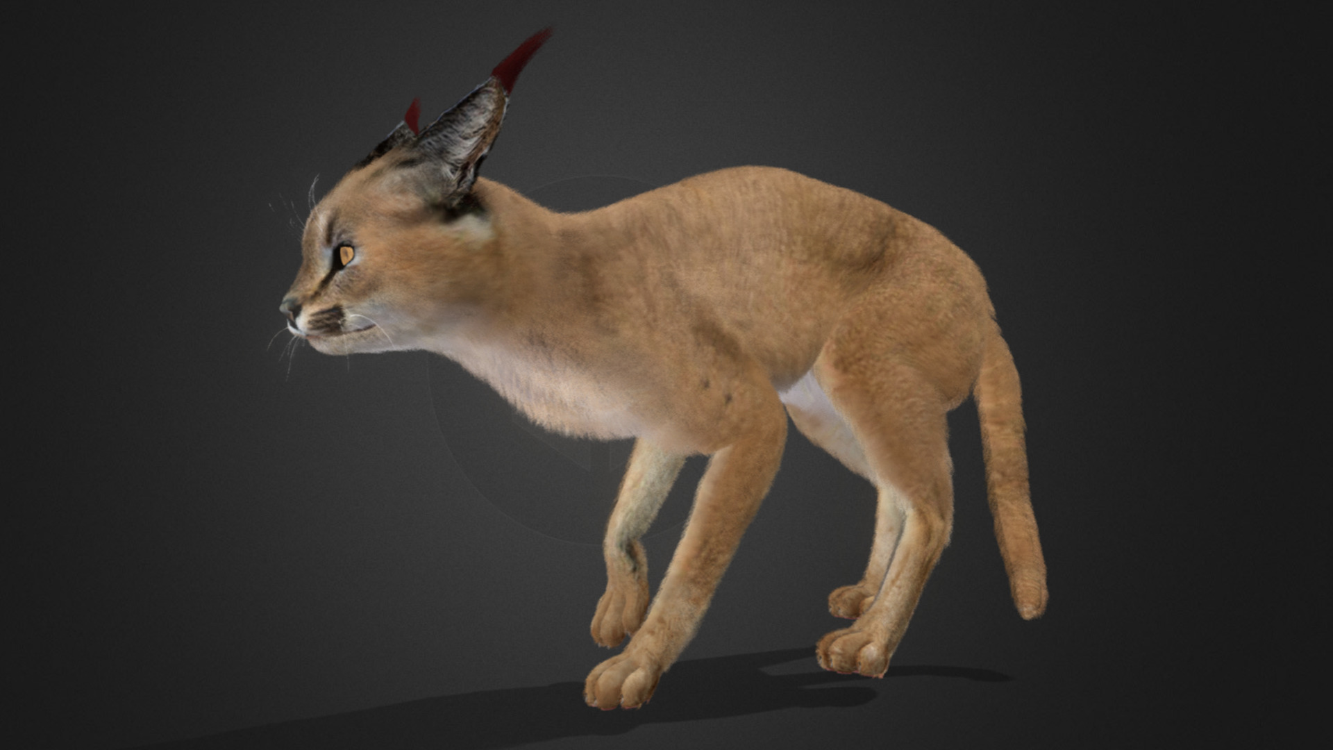 Caracal - Cat Realistic Animated 3D model_2