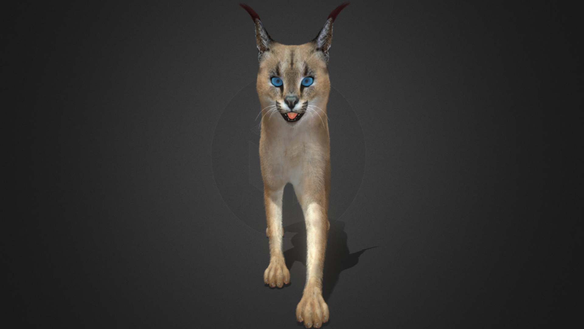 Caracal - Cat Realistic Animated 3D model_8
