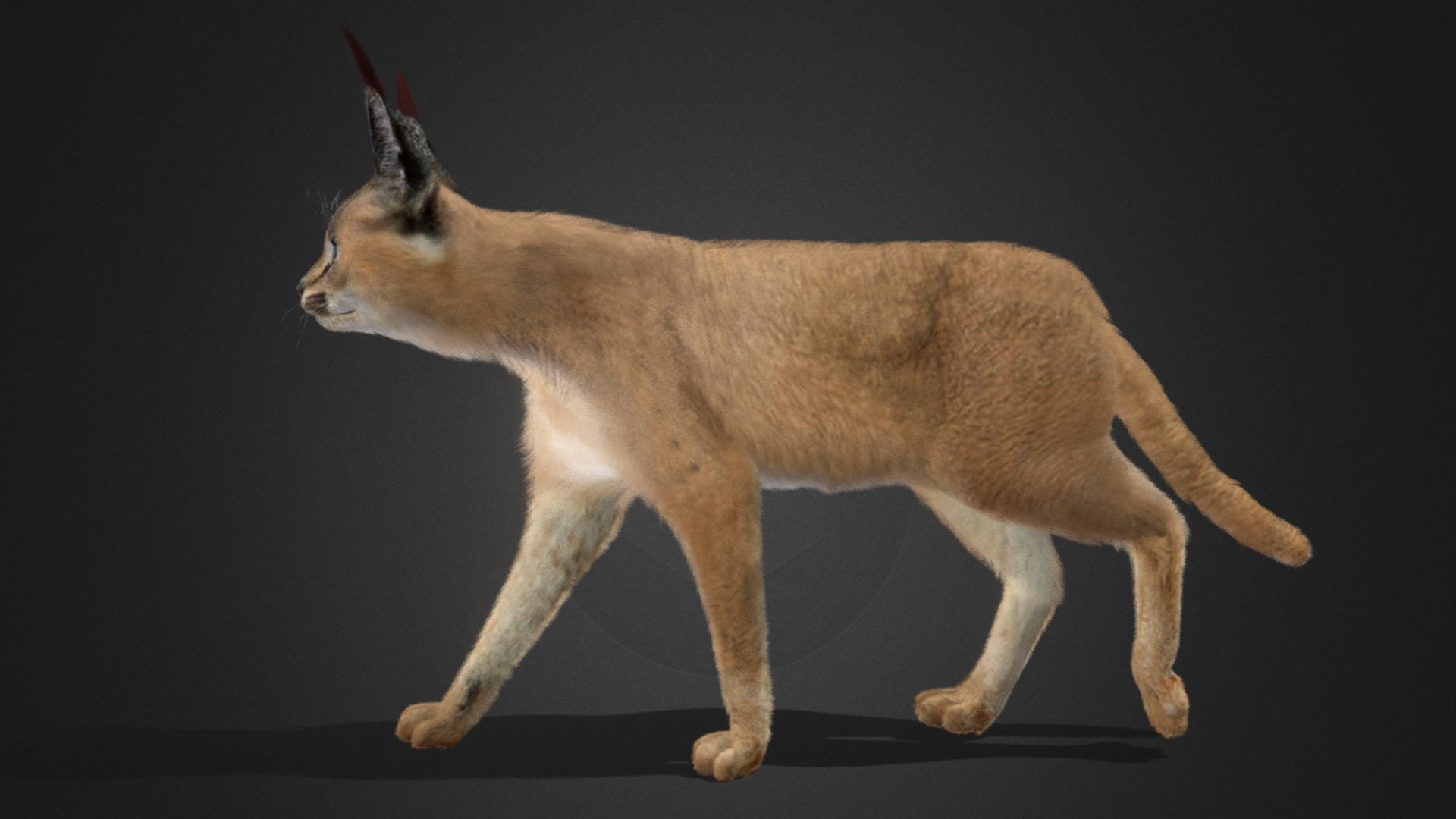 Caracal - Cat Realistic Animated 3D model_14