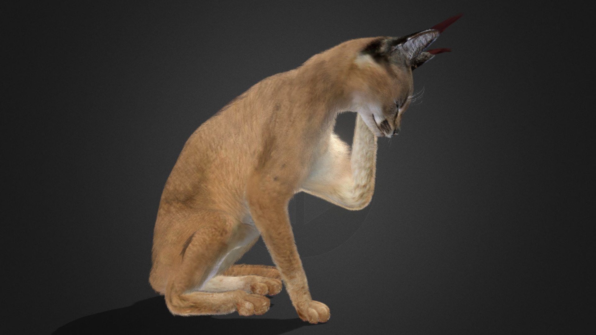 Caracal - Cat Realistic Animated 3D model_20