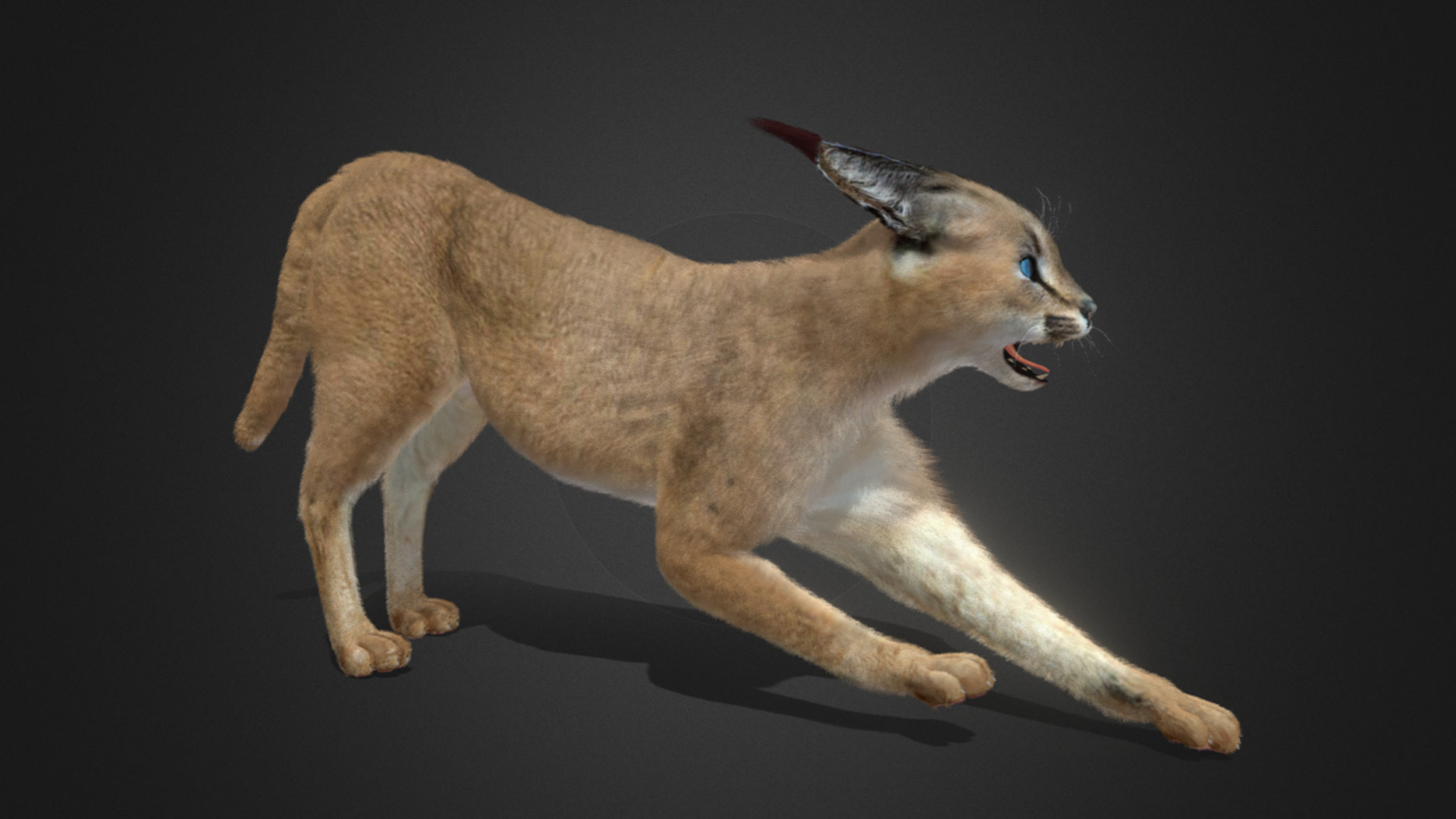 Caracal - Cat Realistic Animated 3D model_3