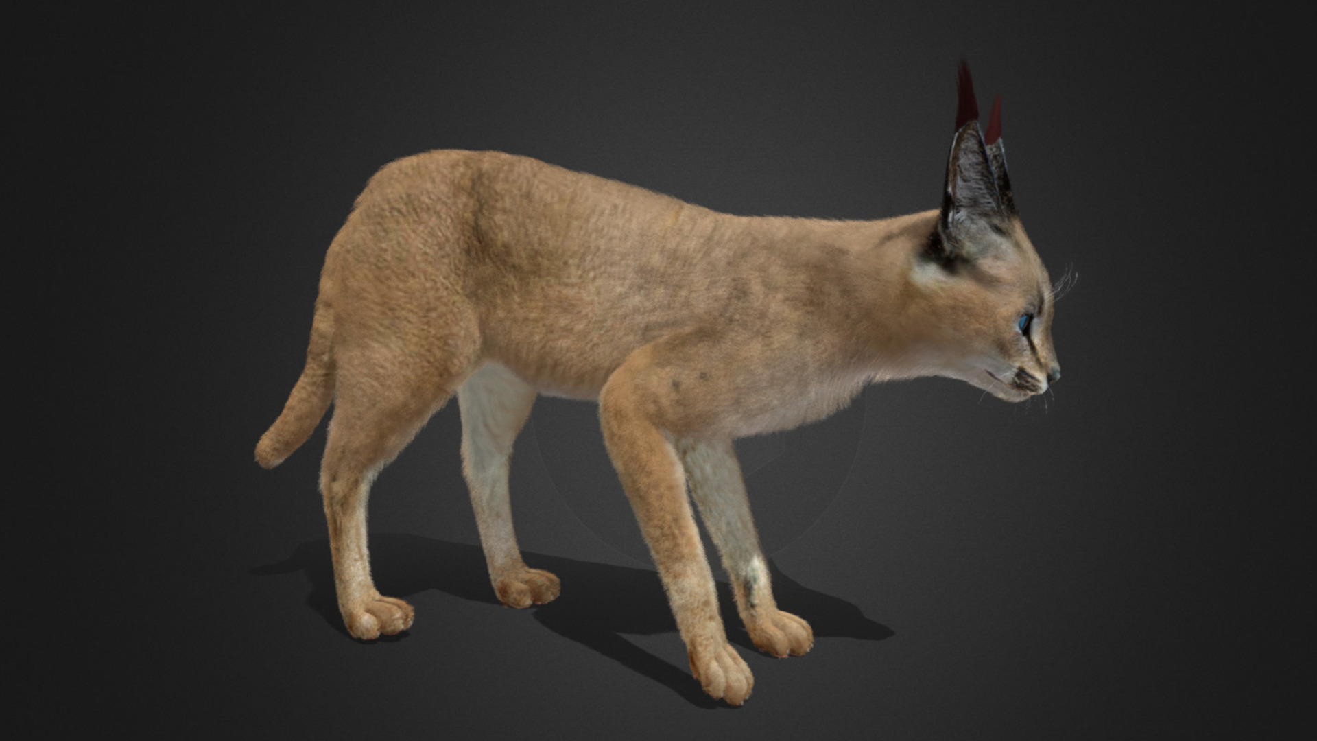 Caracal - Cat Realistic Animated 3D model_22