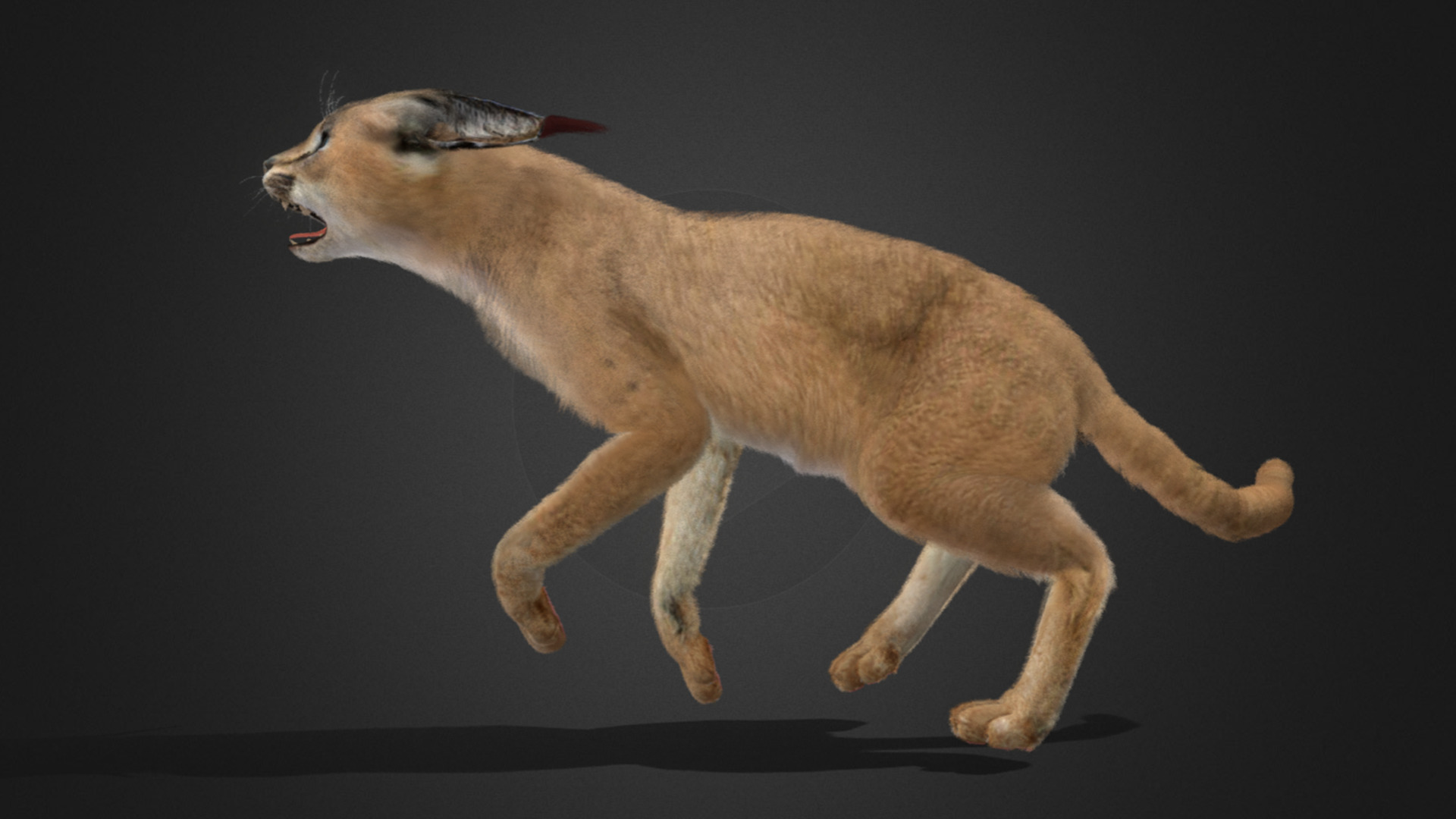 Caracal - Cat Realistic Animated 3D model_10
