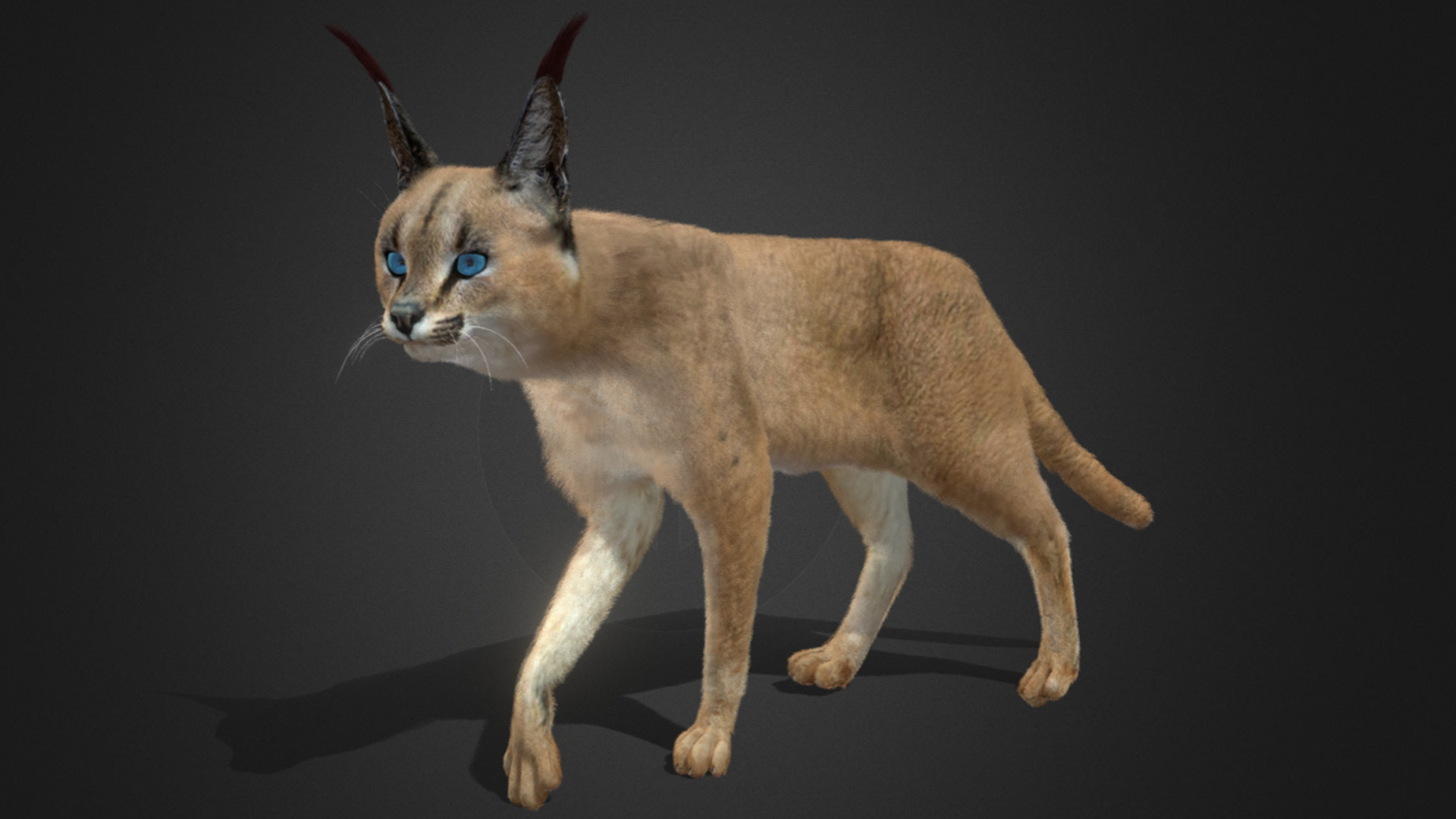Caracal - Cat Realistic Animated 3D model_15
