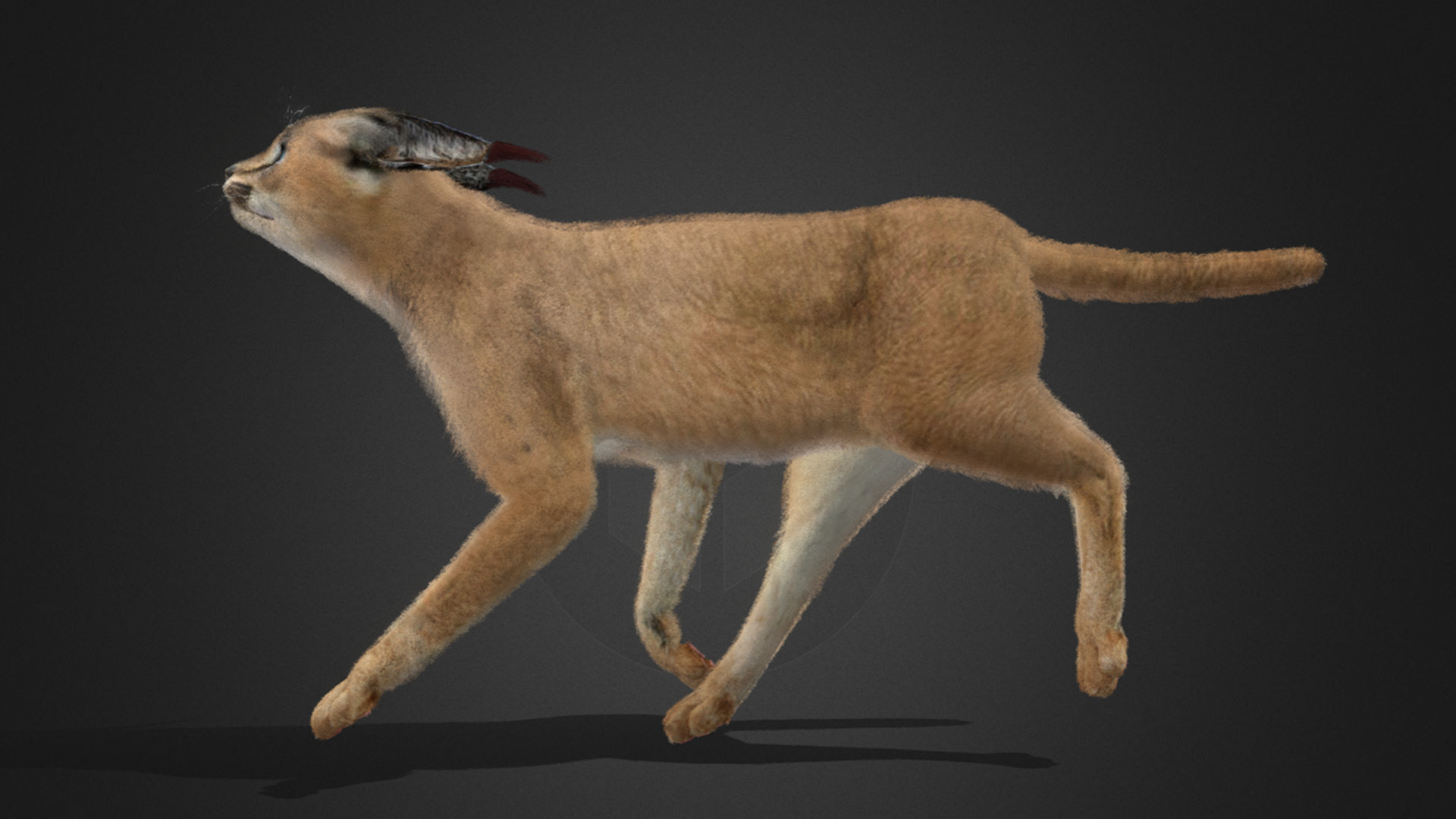 Caracal - Cat Realistic Animated 3D model_13