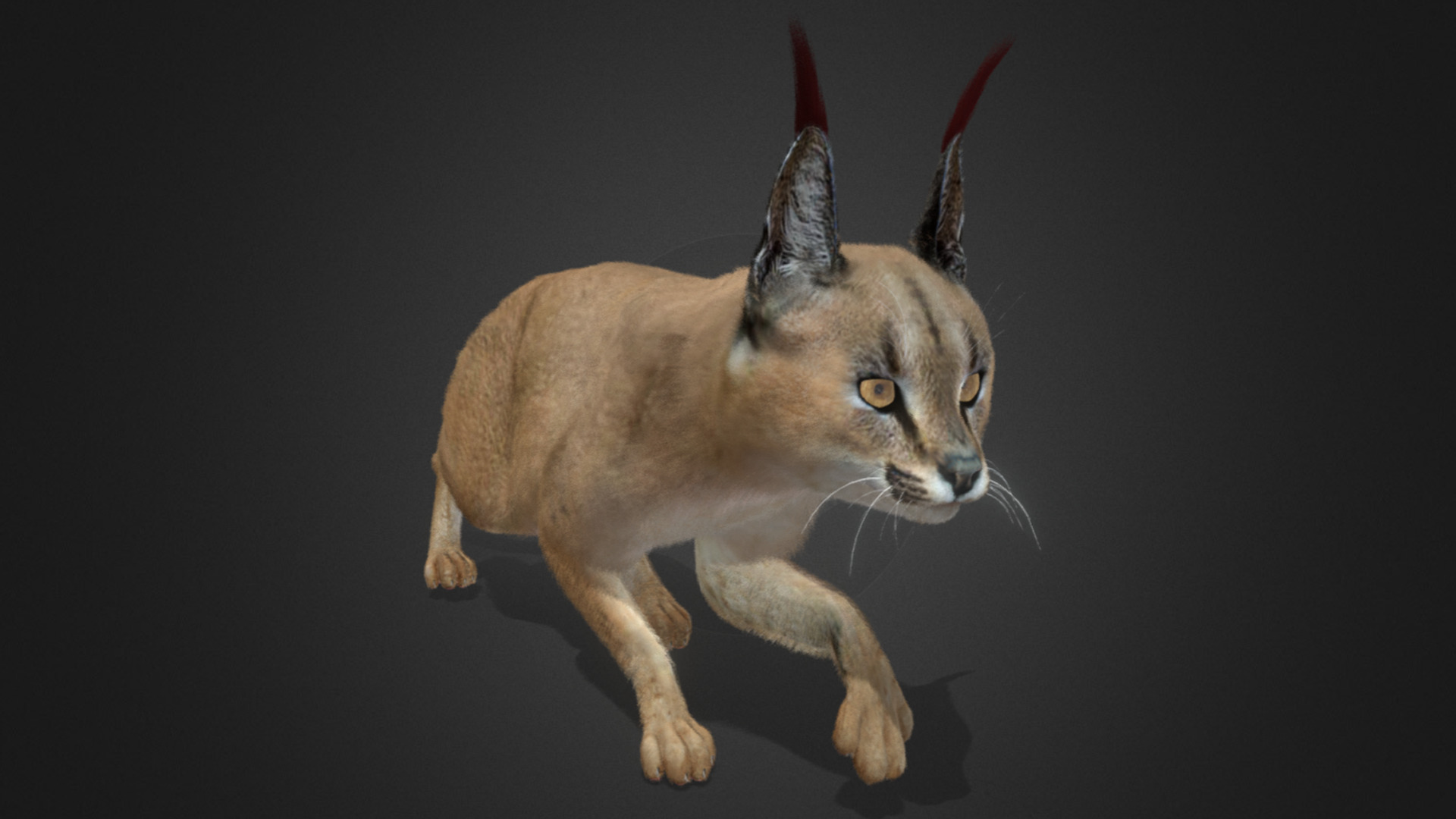 Caracal - Cat Realistic Animated 3D model_7