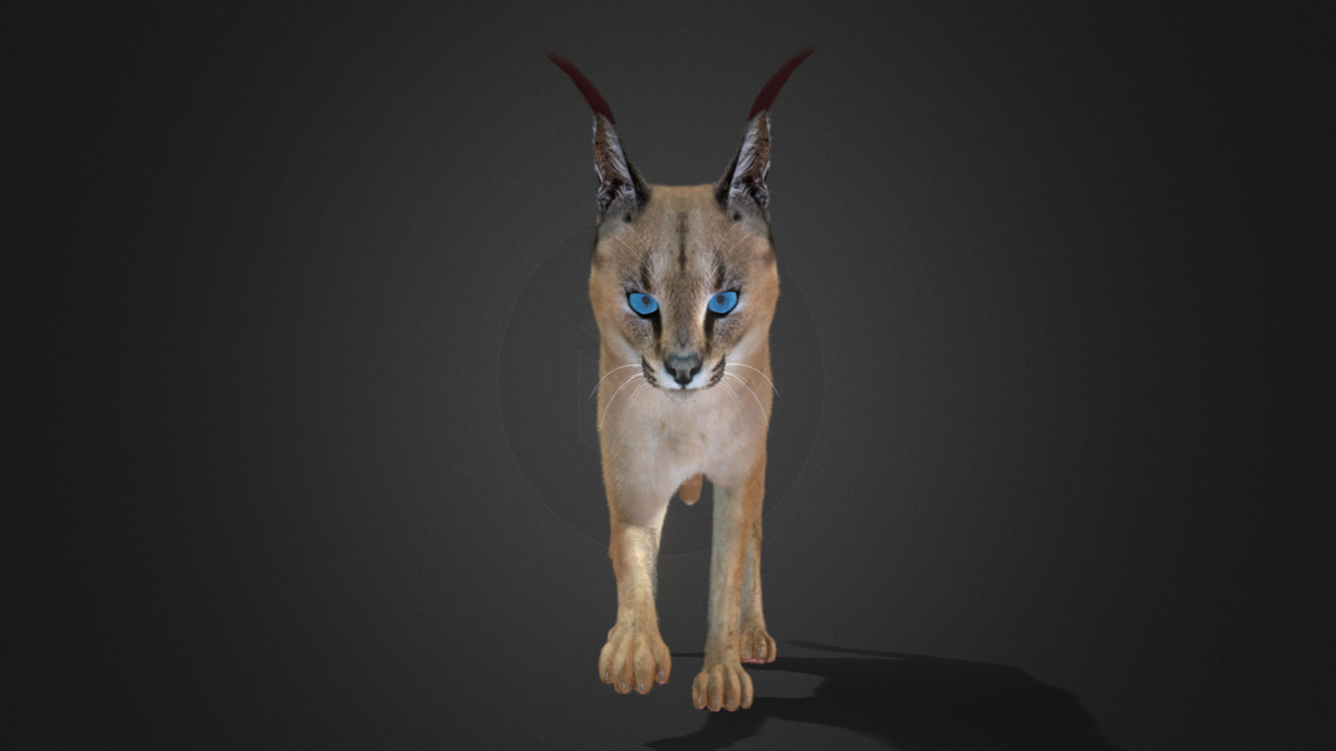 Caracal - Cat Realistic Animated 3D model_16