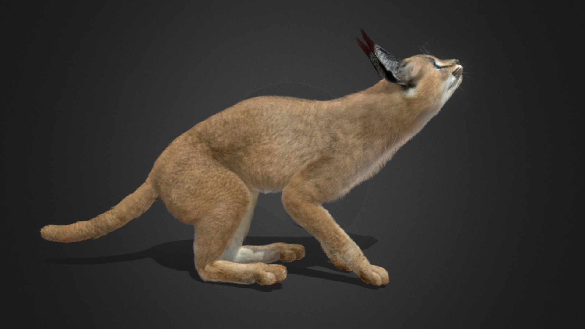 Caracal - Cat Realistic Animated 3D model_11
