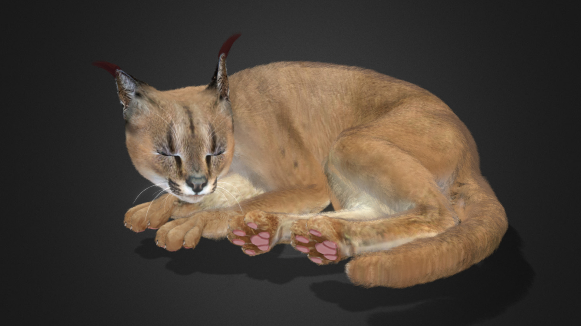 Caracal - Cat Realistic Animated 3D model_6