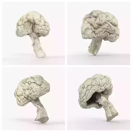 3D scan of Dried spoiled Rotten mushroom Collection