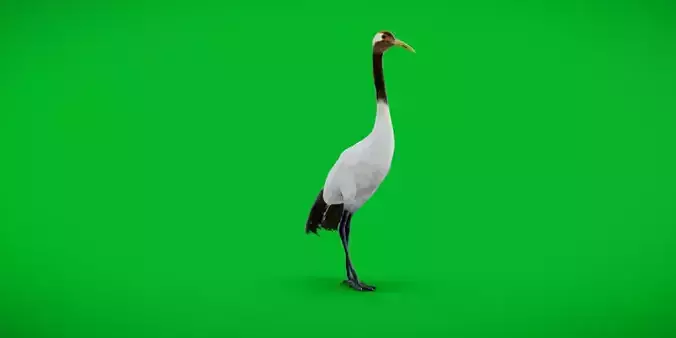 Red Crowned Crane Bird Low-poly 3D model