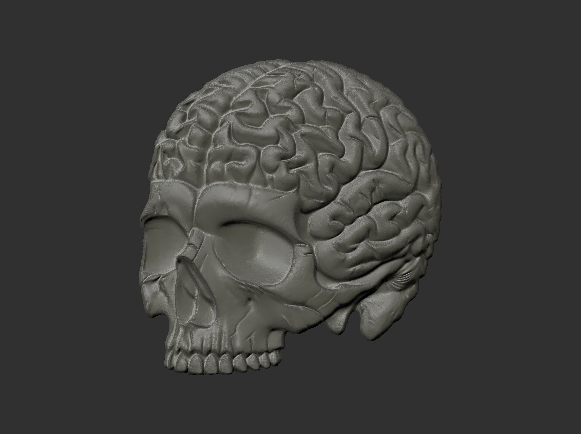 Anatomical Skull with Exposed Brain 3D Model for CNC 3D print model_14