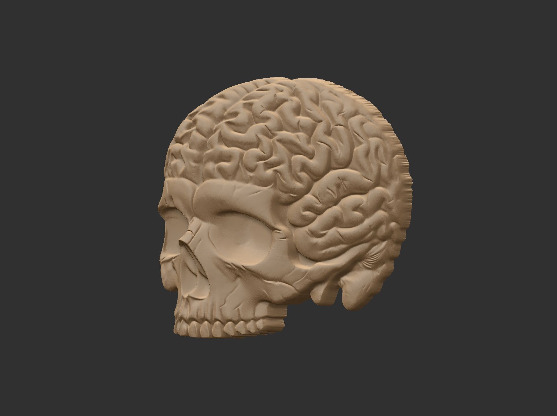 Anatomical Skull with Exposed Brain 3D Model for CNC 3D print model_20