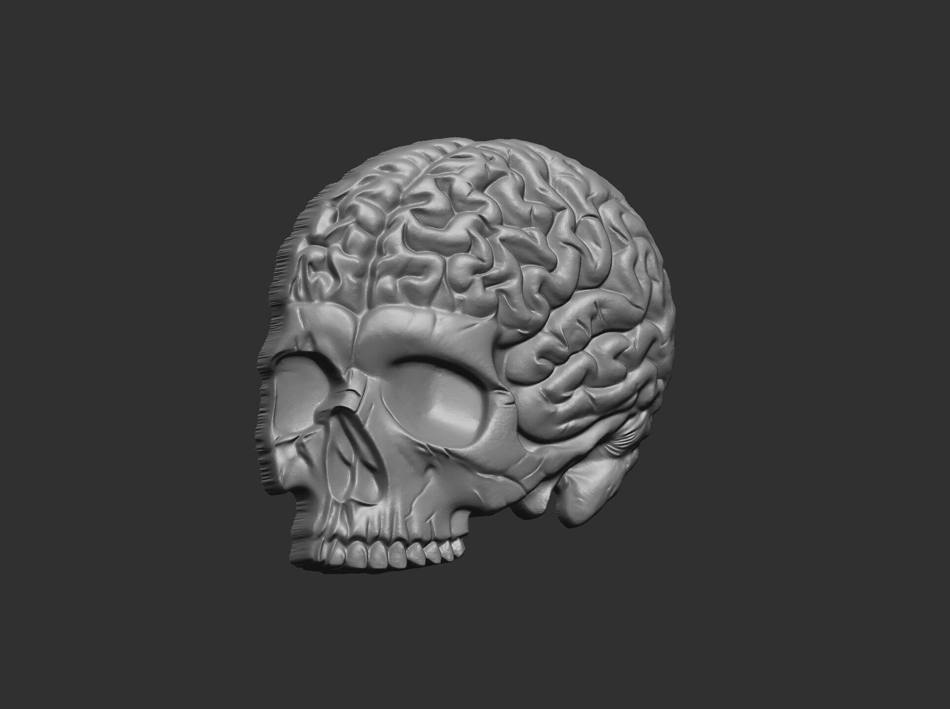 Anatomical Skull with Exposed Brain 3D Model for CNC 3D print model_10