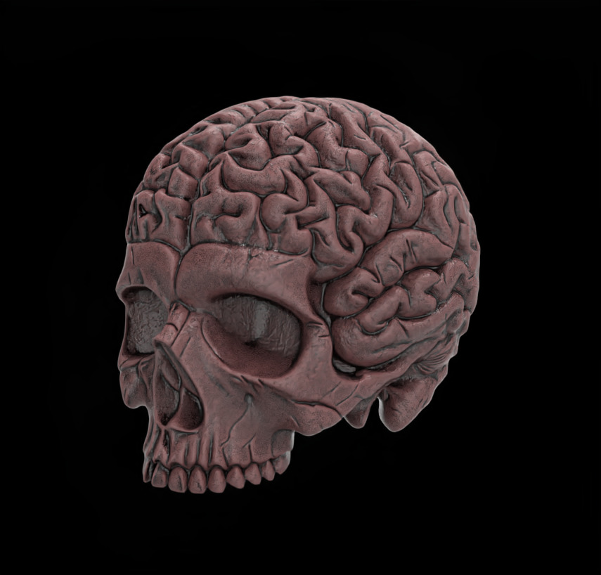 Anatomical Skull with Exposed Brain 3D Model for CNC 3D print model_2