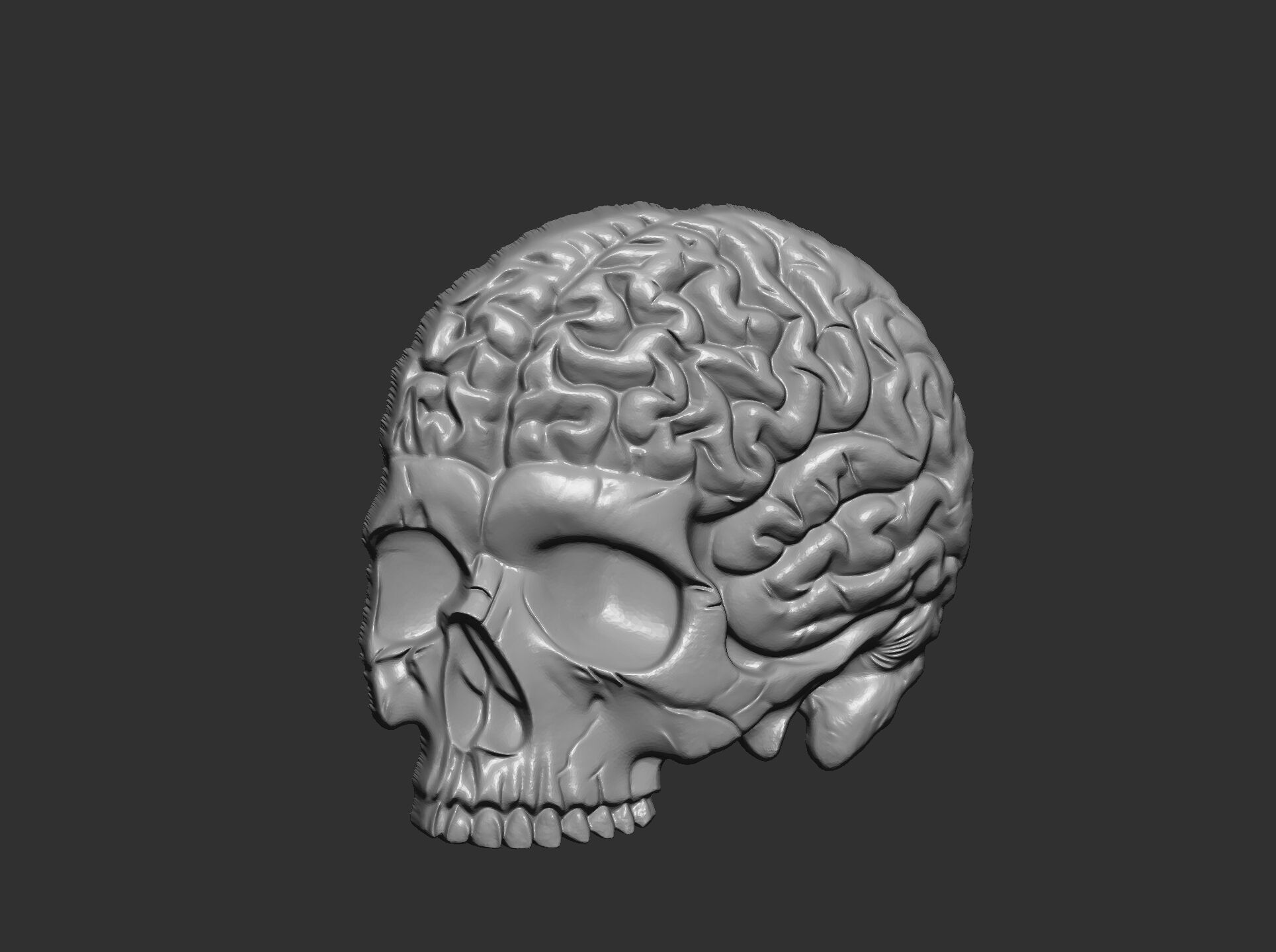 Anatomical Skull with Exposed Brain 3D Model for CNC 3D print model_3