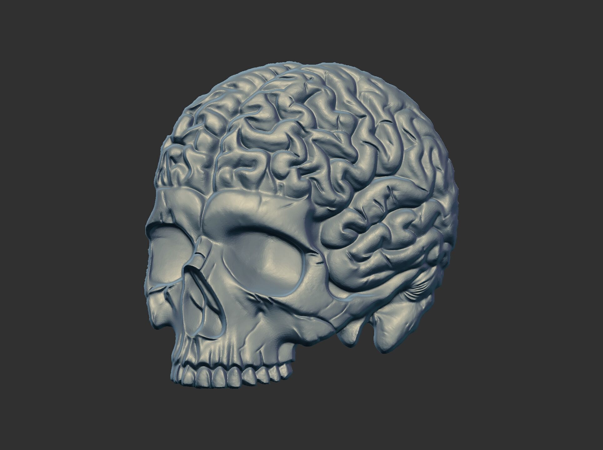 Anatomical Skull with Exposed Brain 3D Model for CNC 3D print model_7
