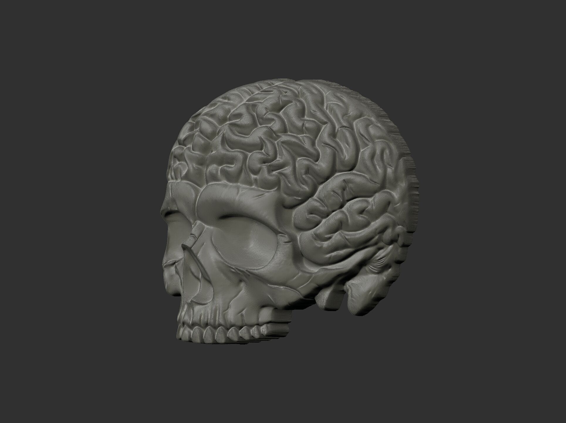 Anatomical Skull with Exposed Brain 3D Model for CNC 3D print model_21