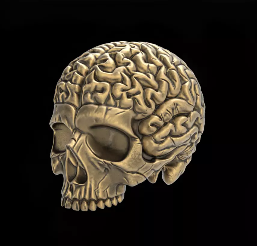 Anatomical Skull with Exposed Brain 3D Model for CNC 3D print model_0