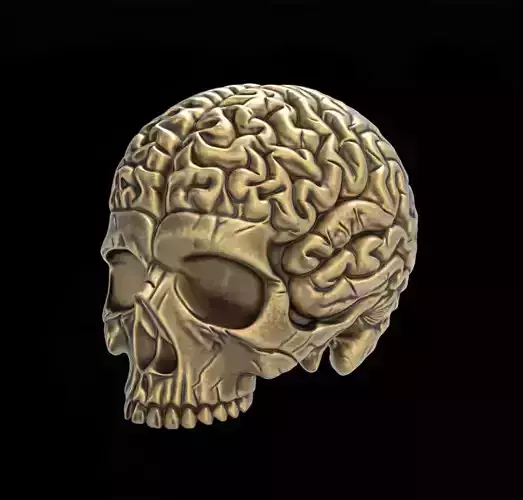 Anatomical Skull with Exposed Brain 3D Model for CNC  3D print model