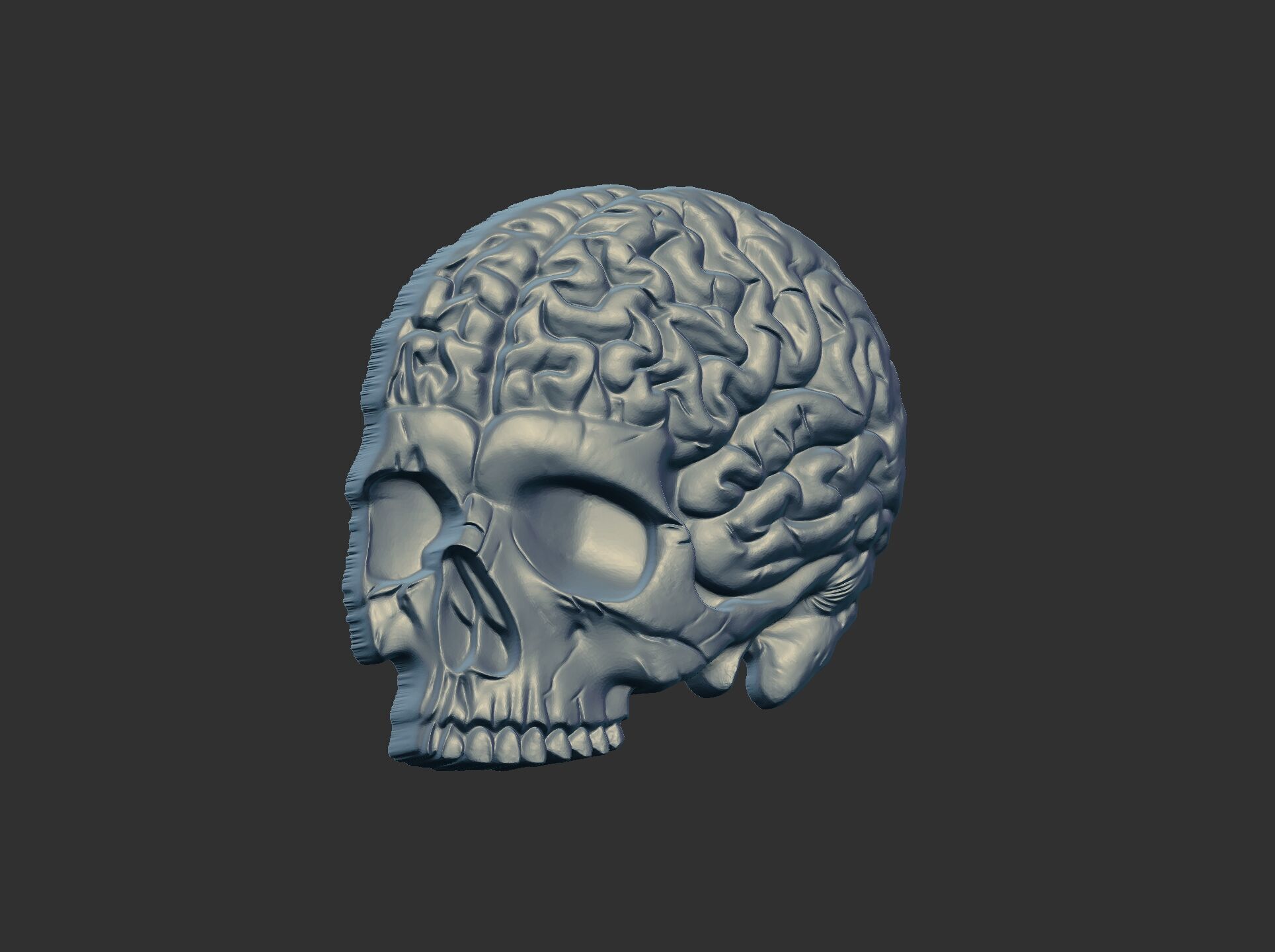 Anatomical Skull with Exposed Brain 3D Model for CNC 3D print model_18