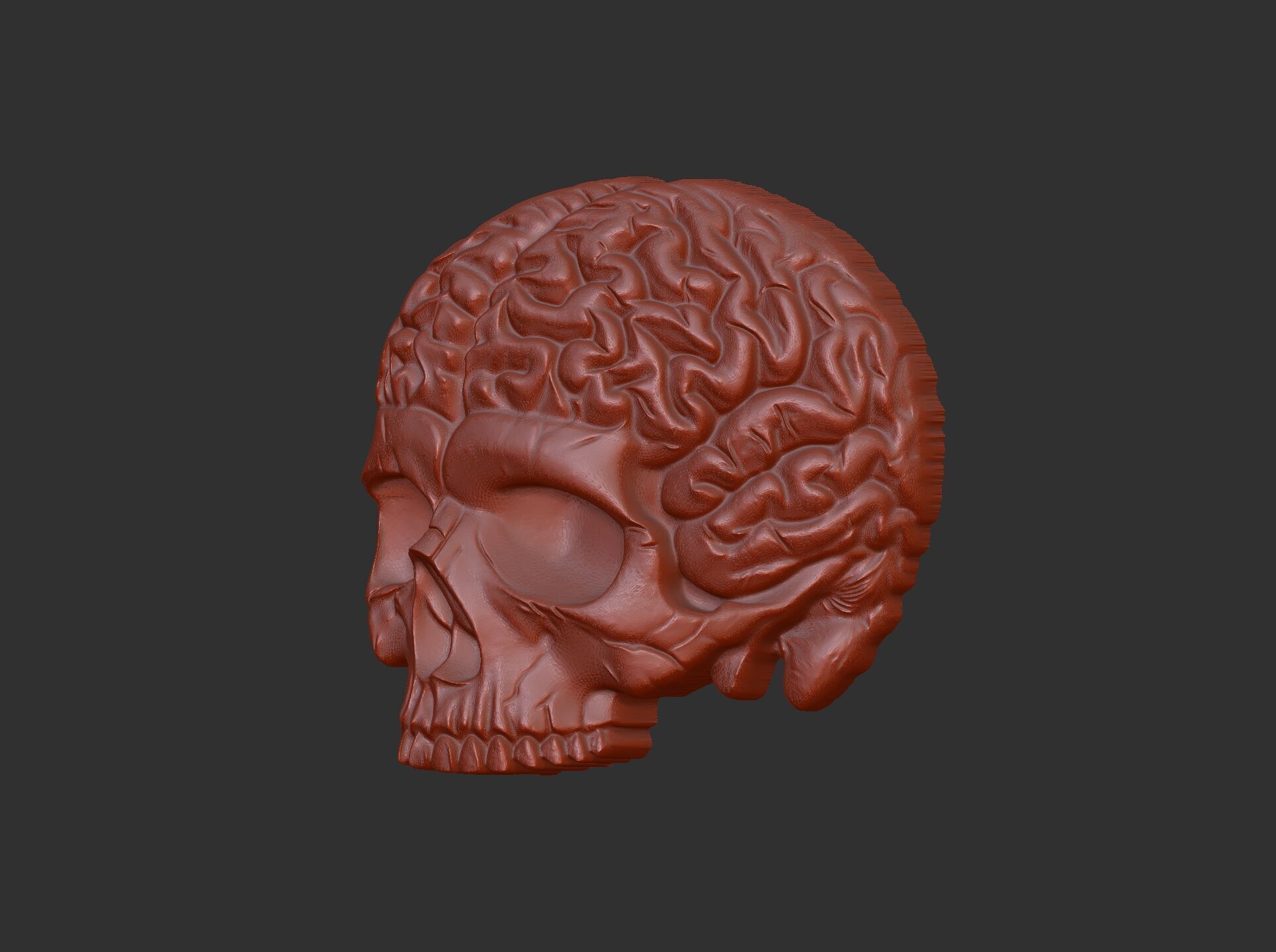 Anatomical Skull with Exposed Brain 3D Model for CNC 3D print model_15