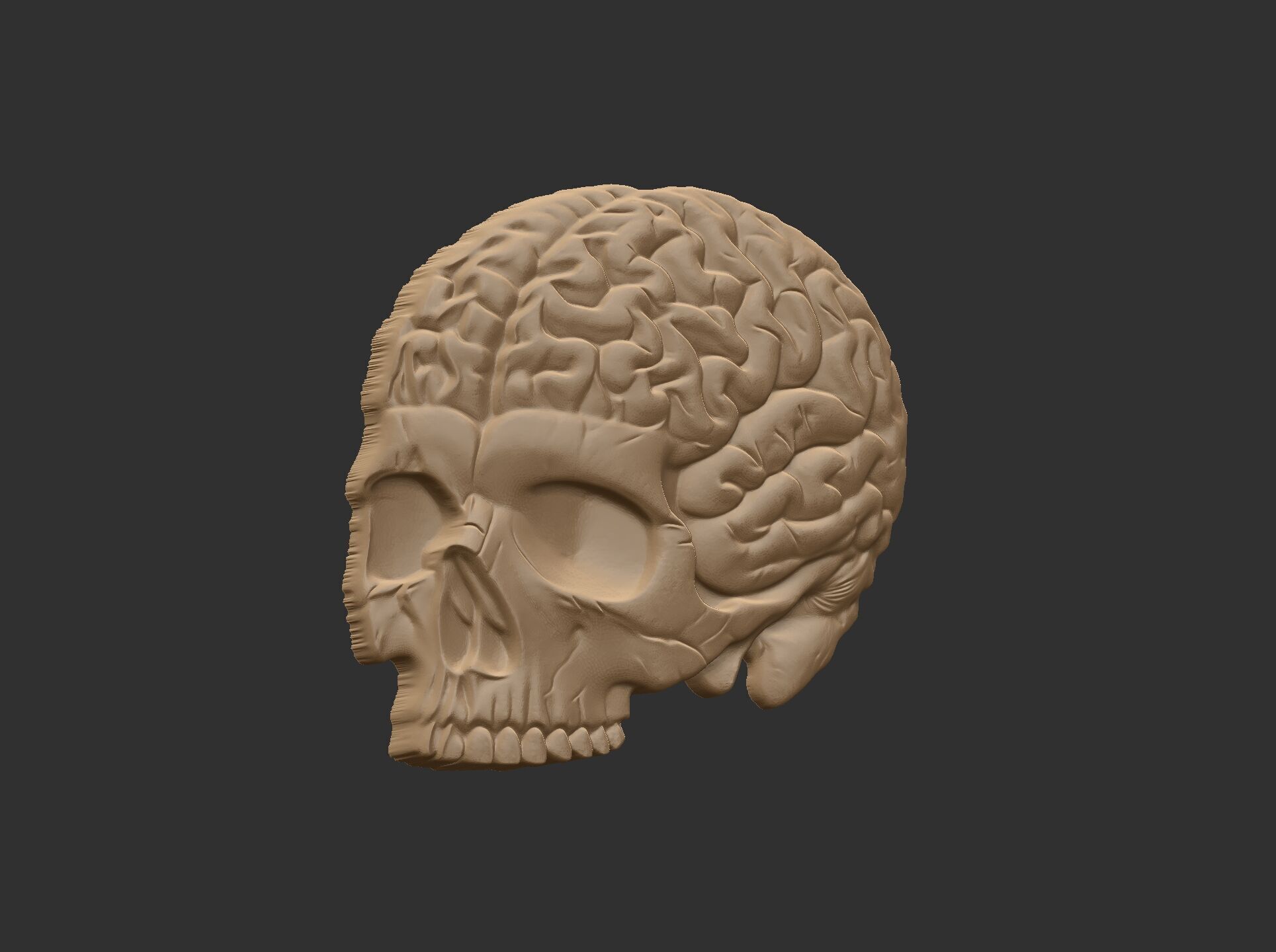 Anatomical Skull with Exposed Brain 3D Model for CNC 3D print model_16