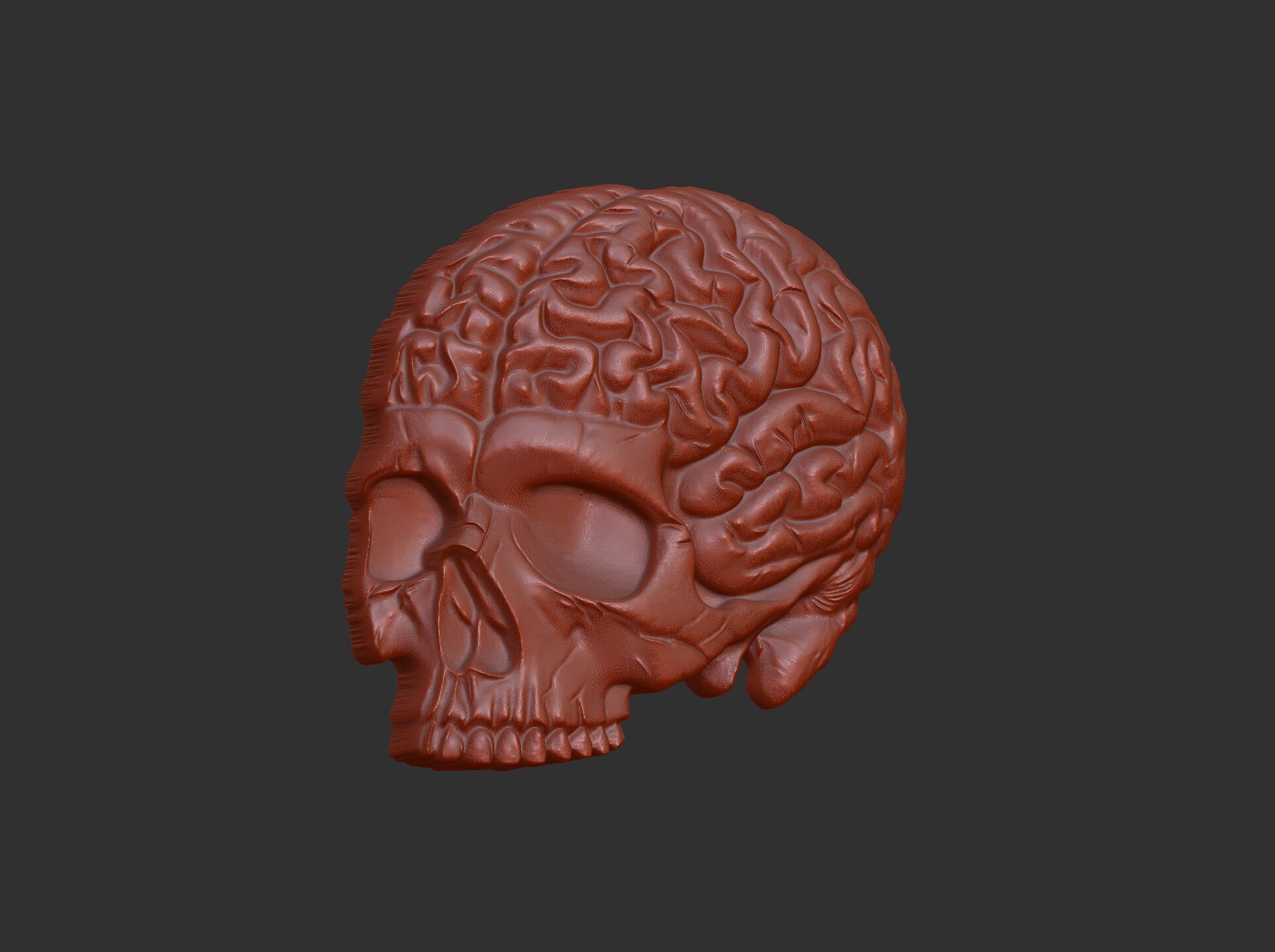 Anatomical Skull with Exposed Brain 3D Model for CNC 3D print model_17