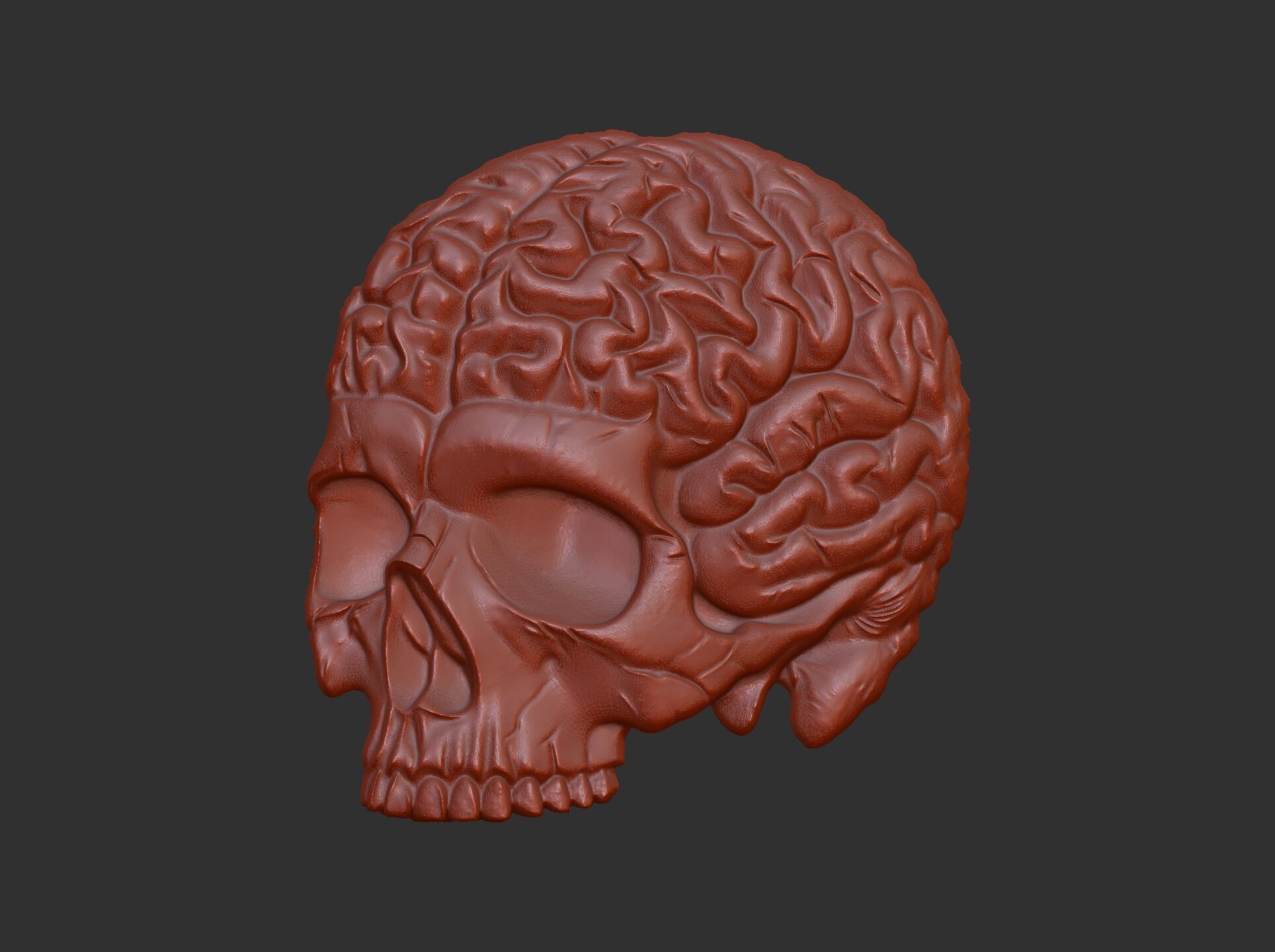 Anatomical Skull with Exposed Brain 3D Model for CNC 3D print model_19