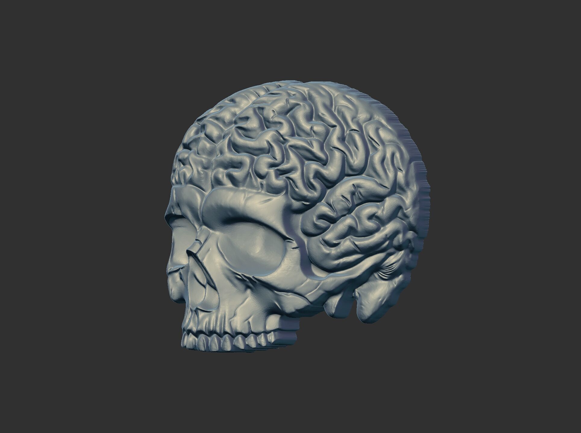 Anatomical Skull with Exposed Brain 3D Model for CNC 3D print model_8