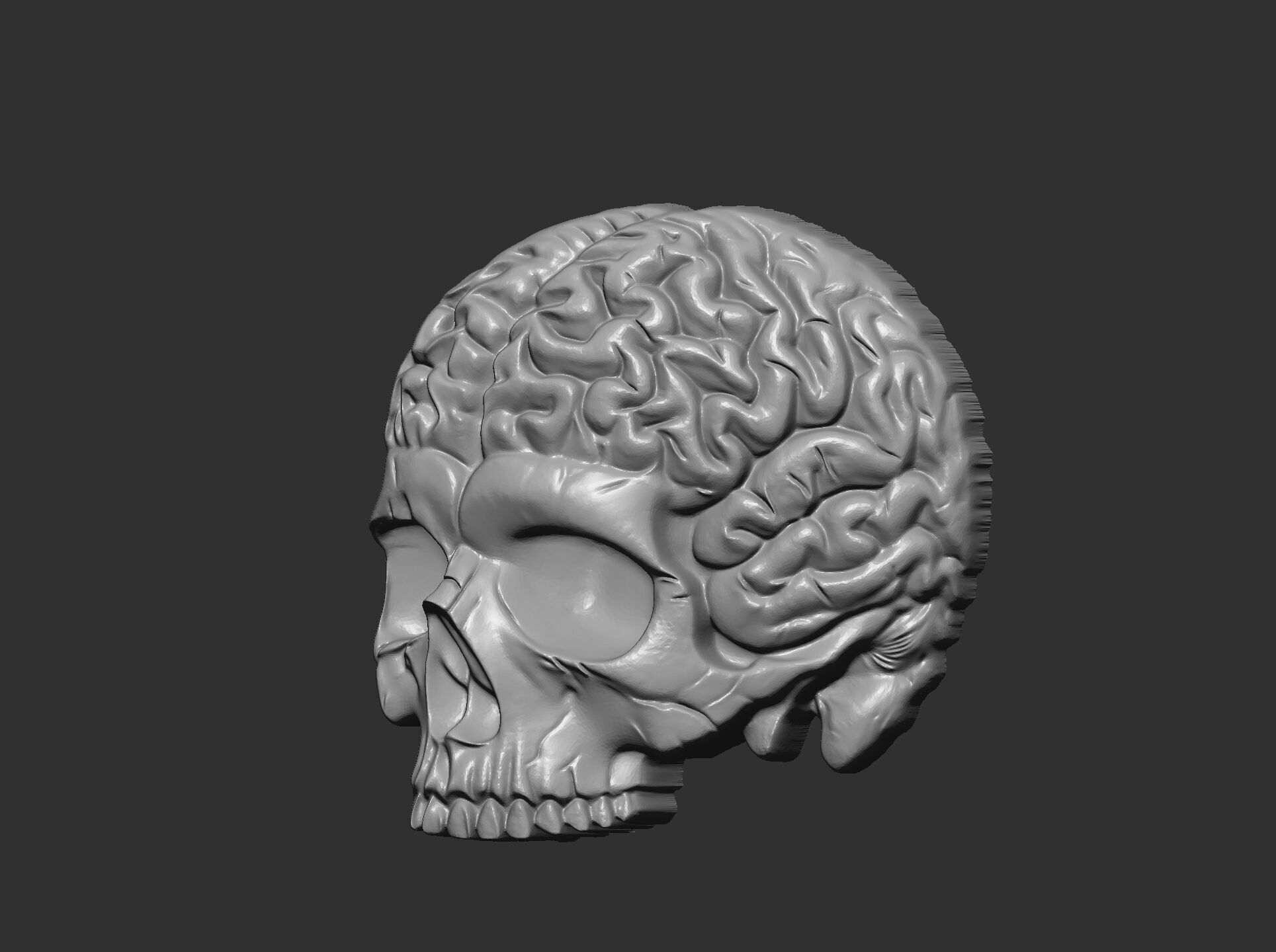 Anatomical Skull with Exposed Brain 3D Model for CNC 3D print model_4