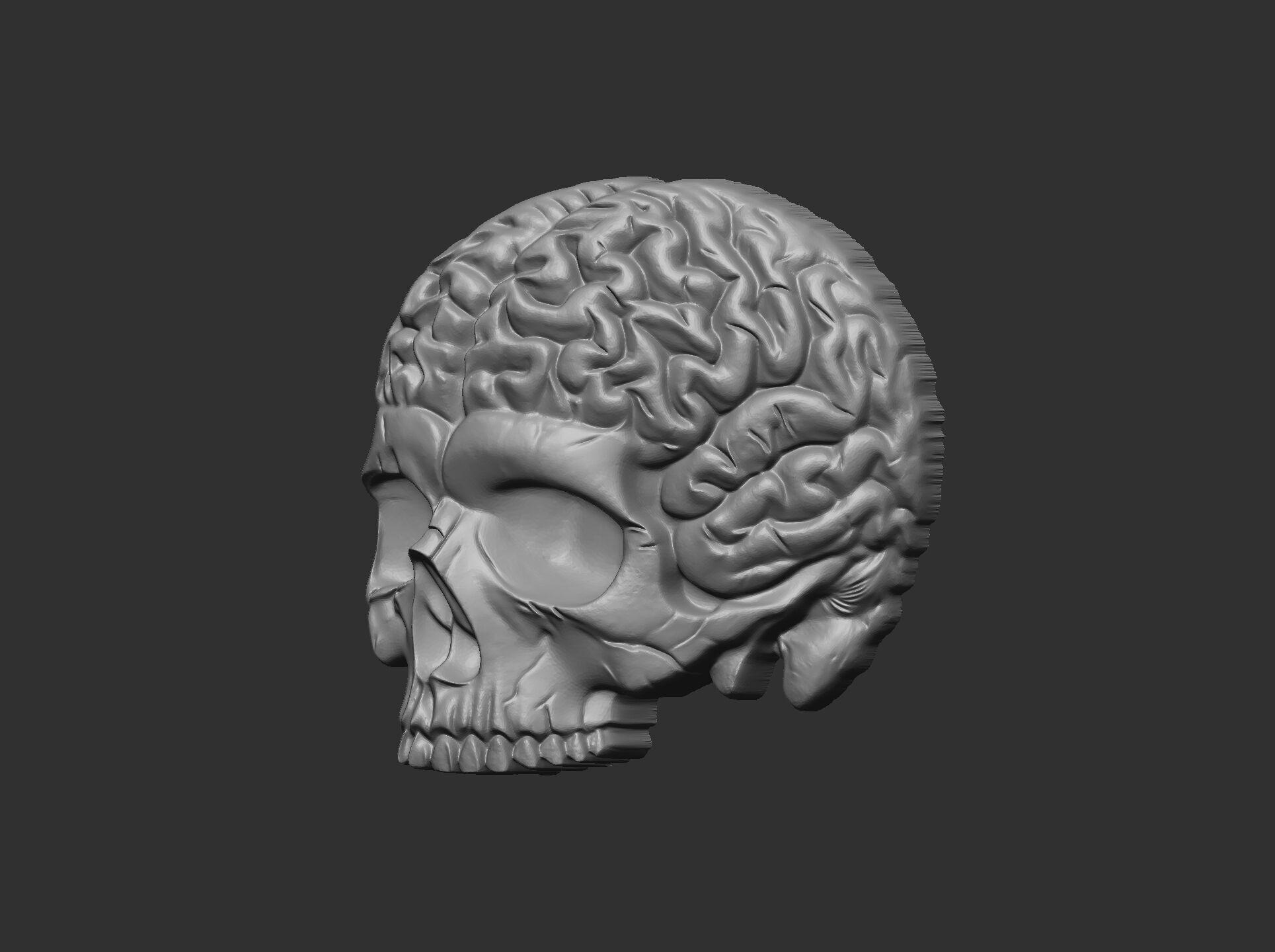 Anatomical Skull with Exposed Brain 3D Model for CNC 3D print model_13