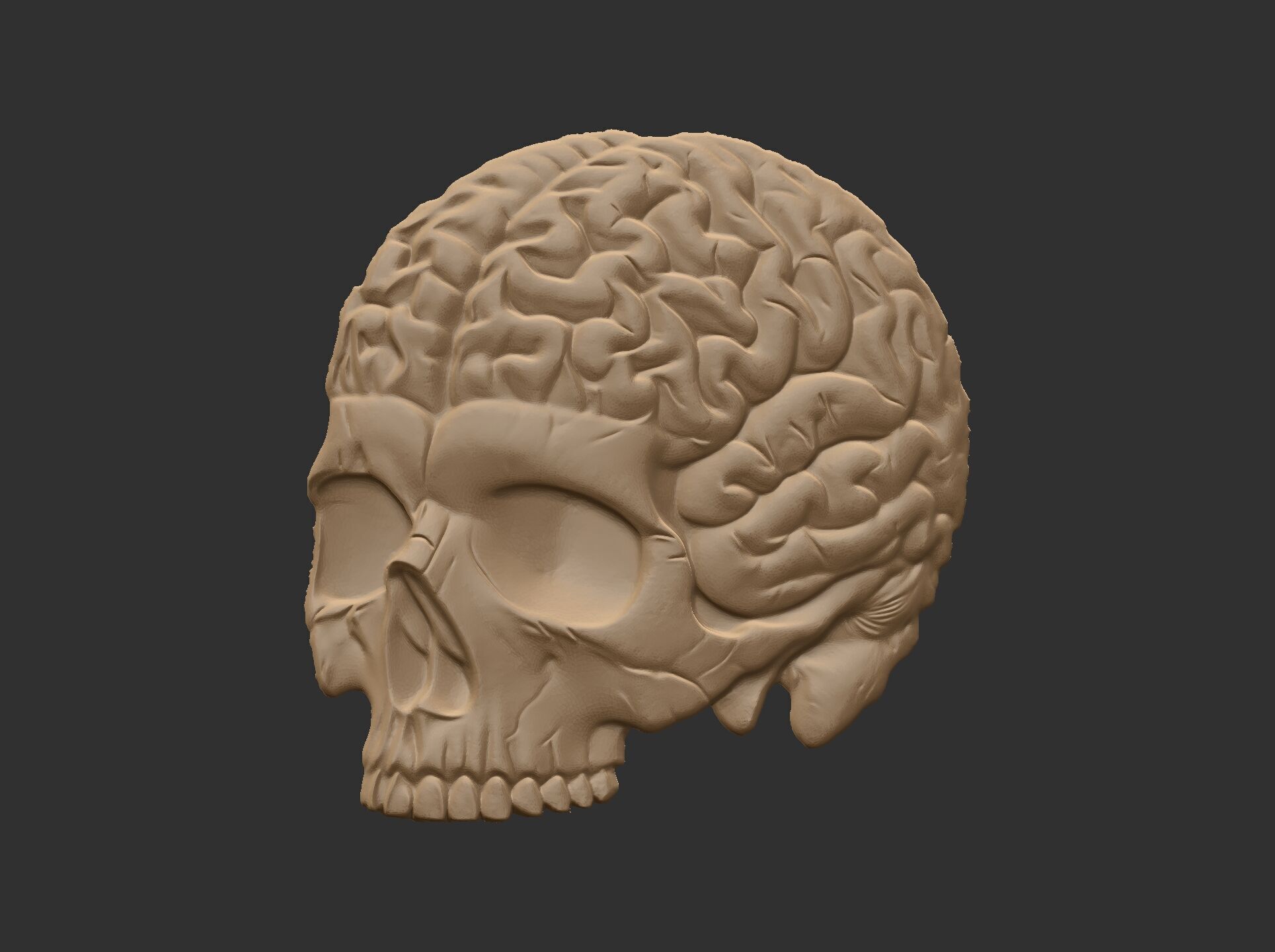 Anatomical Skull with Exposed Brain 3D Model for CNC 3D print model_12