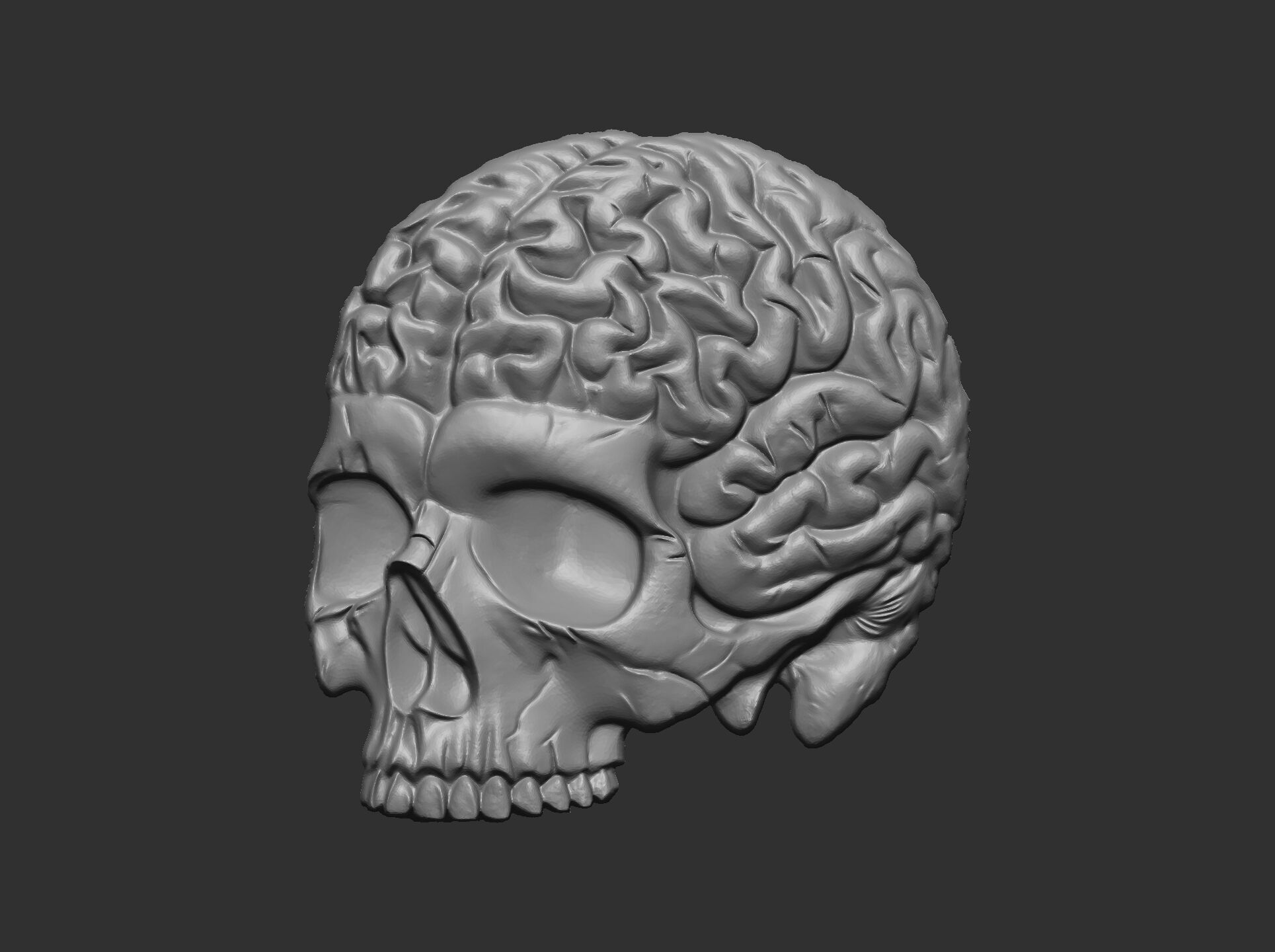 Anatomical Skull with Exposed Brain 3D Model for CNC 3D print model_11