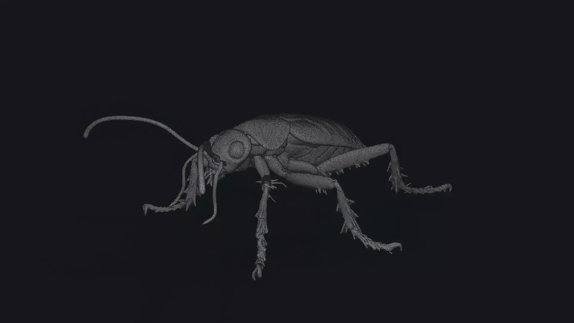 Cockroach 3D Model of an Insect Low-poly 3D model_3
