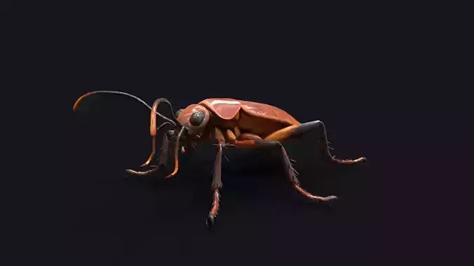 Cockroach 3D Model of an Insect