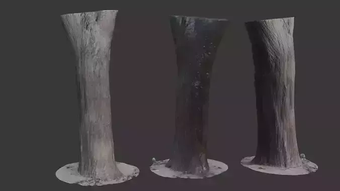 Tree Trunk 3D Scan