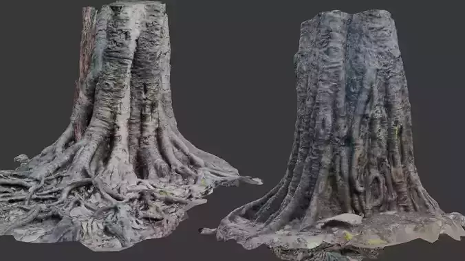 Ancient Tree Stump with Roots scan